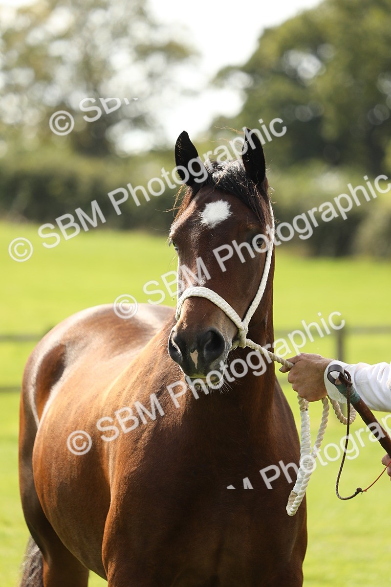 SBM_66328 - In Hand Pony & Youngstock Supreme Championship
