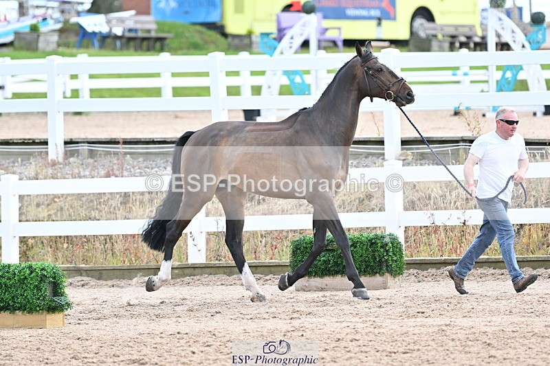 240717A-143722-02154 - Trot Up 2pm to 3pm - This folder is not in time order
