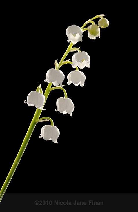 547jpg - Flowers and Nature