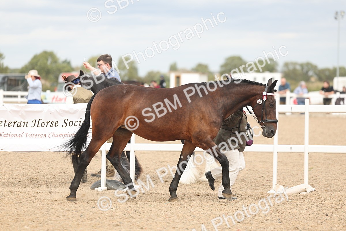SBM_16951 - Class 312 - IH Competition Horse-Pony