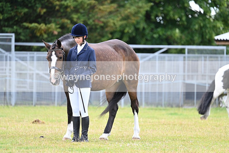 WJ7_7038 - Class 5a Most Handsome Gelding in Hand