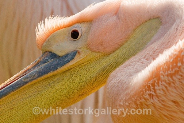 Pelican - Wildlife and Animals