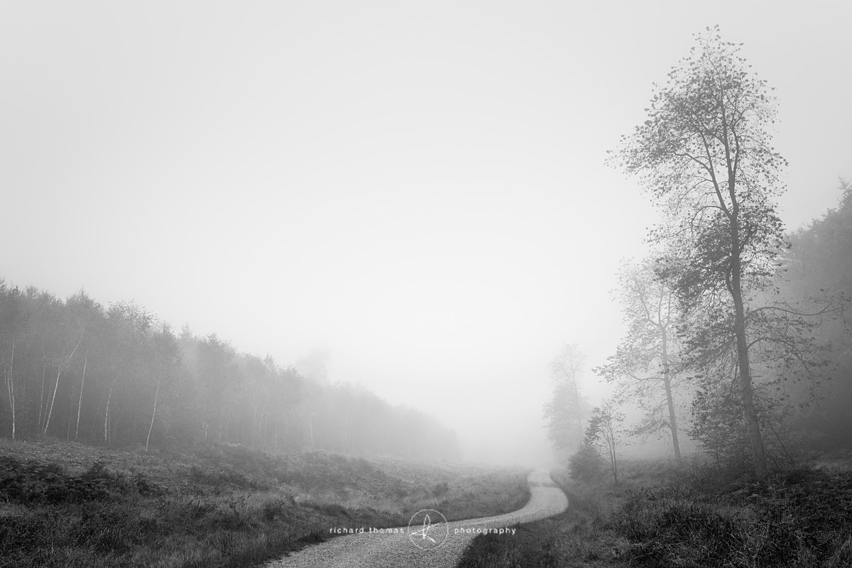 North East path - Mono Mist Trees