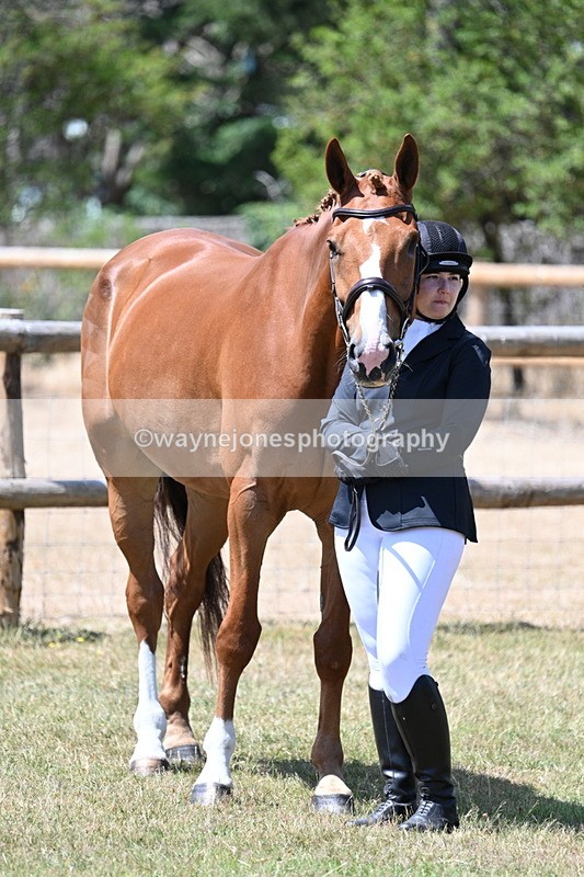 WJ7_2376 - Class 5a Most Handsome Gelding in hand (above 14.2hh)