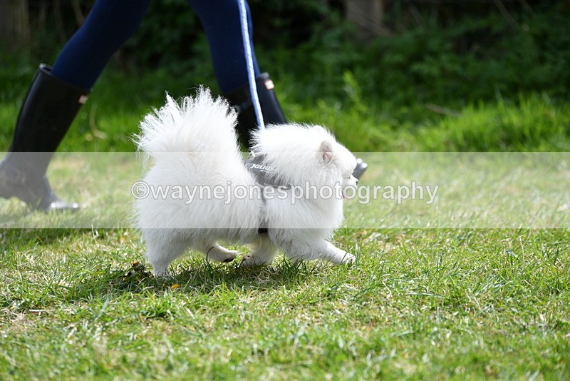 WJ5_9702 - Class 3 Most Handsome Dog