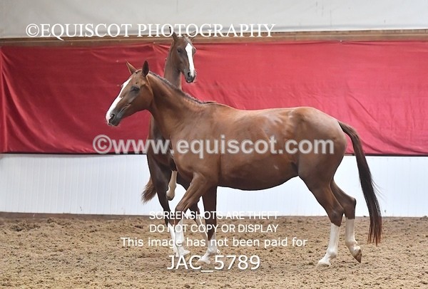 JAC_5789 - 11 Pandora of Westoak