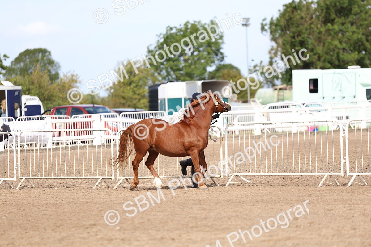 SBM_01945 - Class 18 - Handsomest Gelding - IH or Ridden