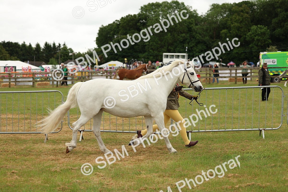 SBM_04260 - Class 64-67 - Shetland Pony In Hand
