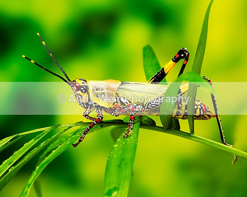 20140325-3K8A9441-2841 - Insects