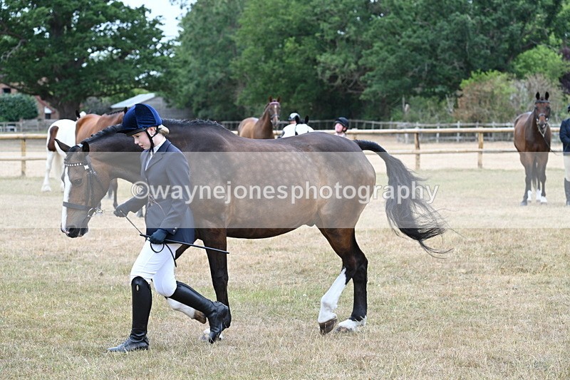 WJ7_0104 - Class 5a Most Handsome Gelding (above 14.2hh)