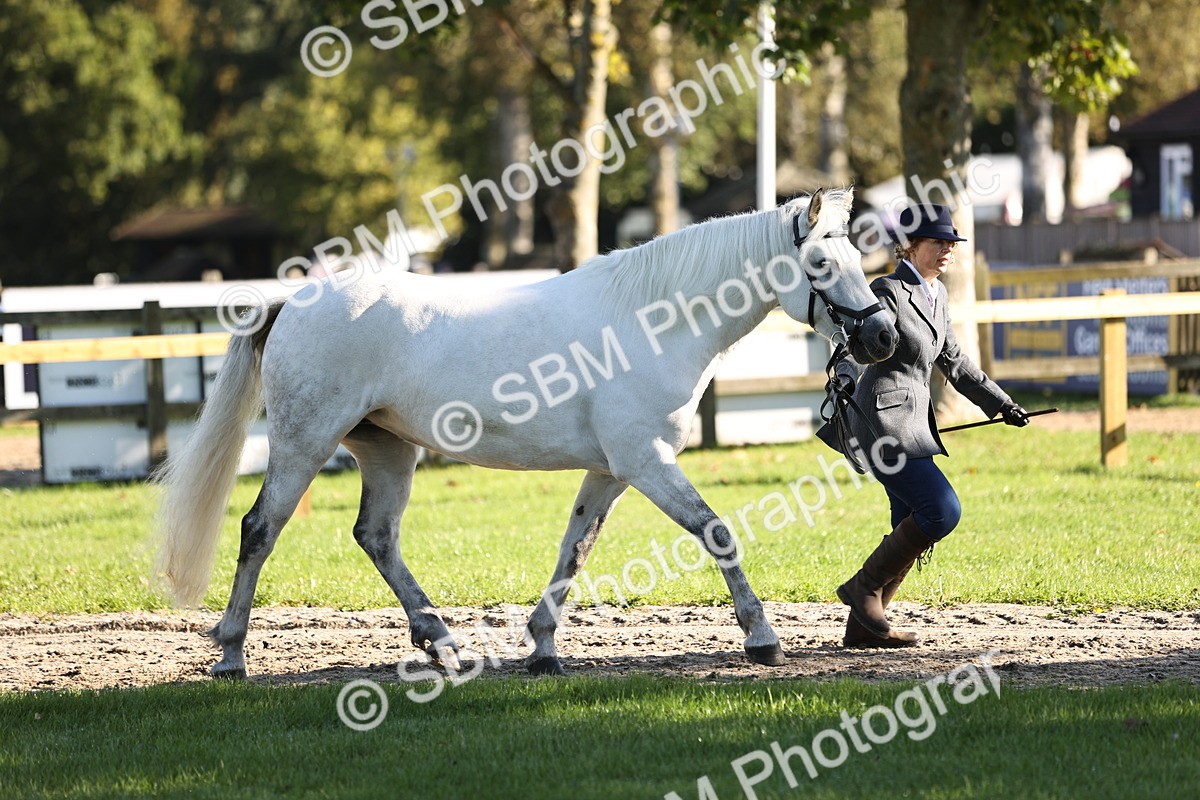 SBM_15873 - S1 - TSR in Hand Horse & Pony Showing