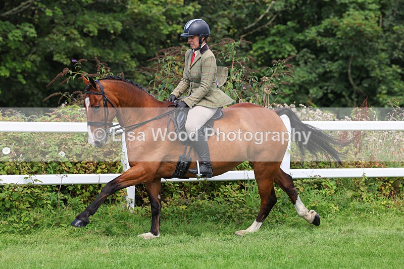 3E7A8714 - Class 5: Working Show Horse