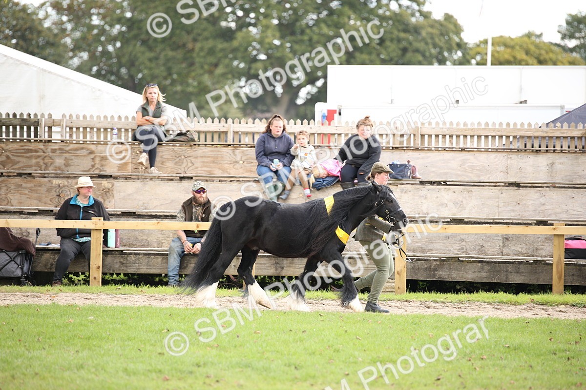 SBM_40906 - Fun Showing Supreme Championship