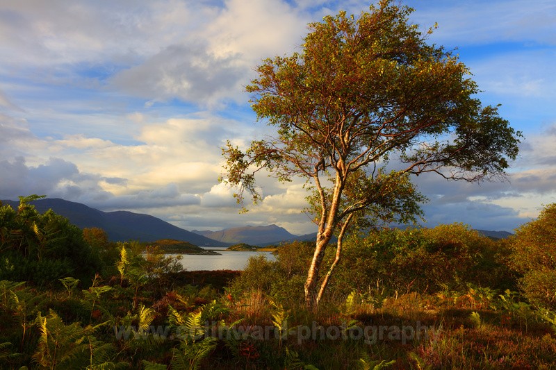 Silver Birch tree with Loch Carron near Plockton.    ref8943 - Scotland