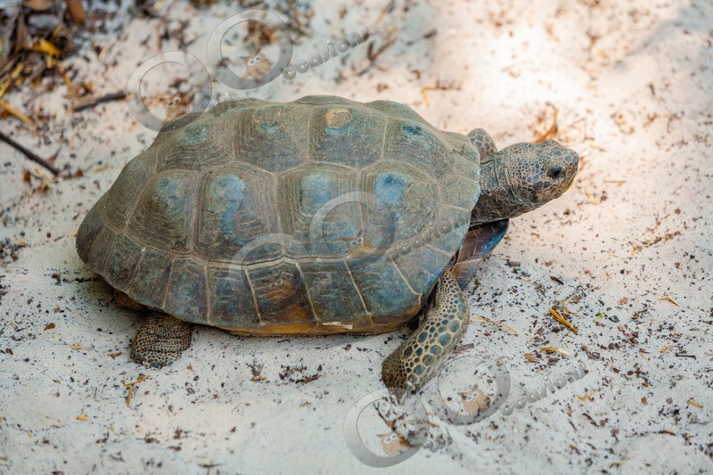 Tortoise-947 - Pet Photography