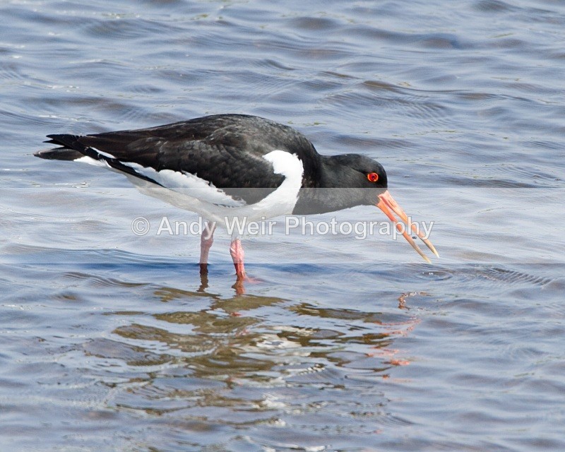20110422-IMG_4699 - Oyster Catcher