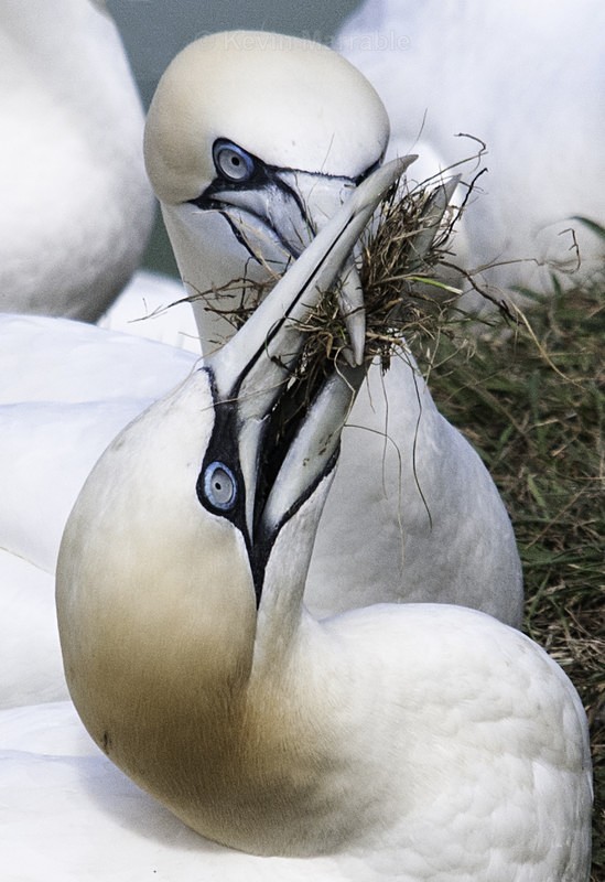  - Birds