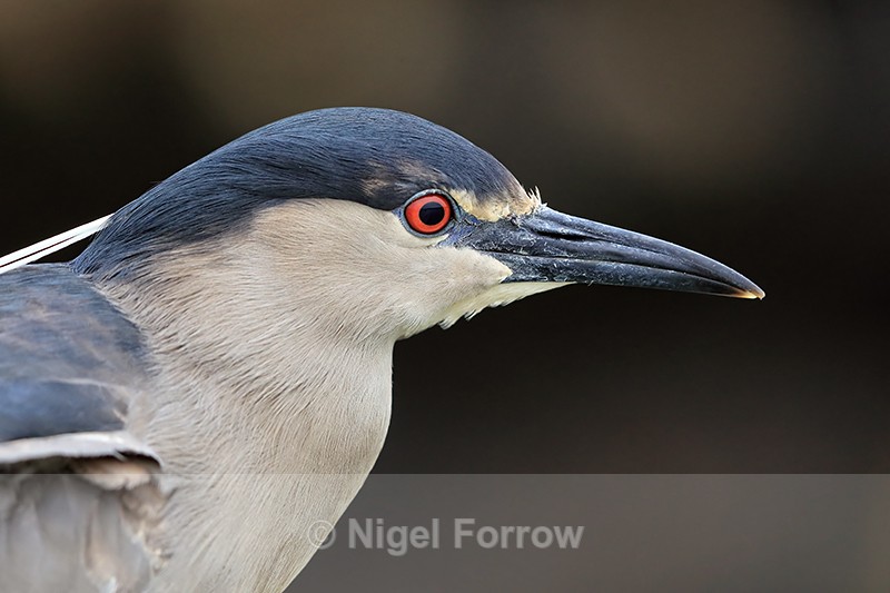 Black-crowned Night-Heron portrait, Carcass Island, Falklands - Black-crowned Night-Heron