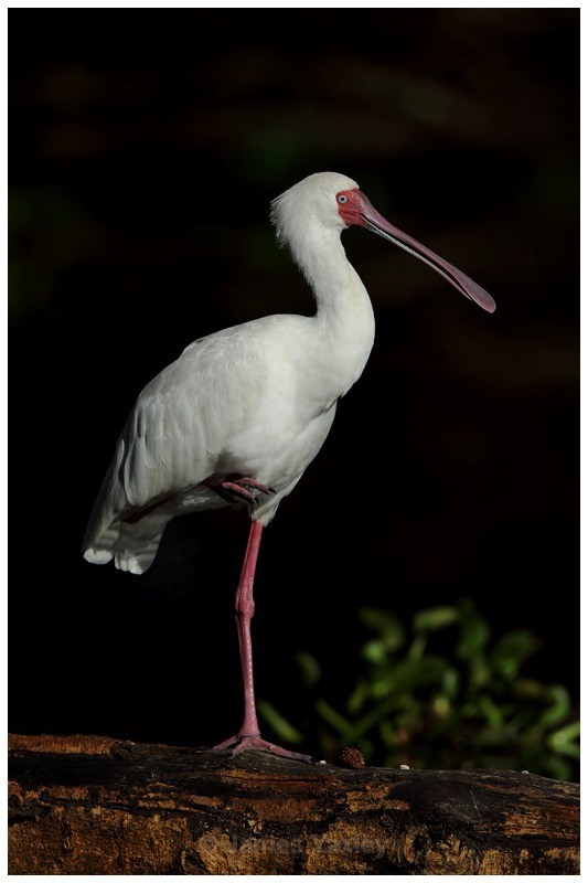 African Spoonbill - Kenyan Safari 2013