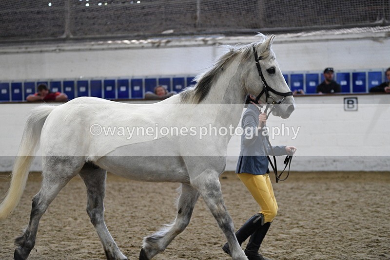 WJ5_4555 - Class 3 Part Bred In hand