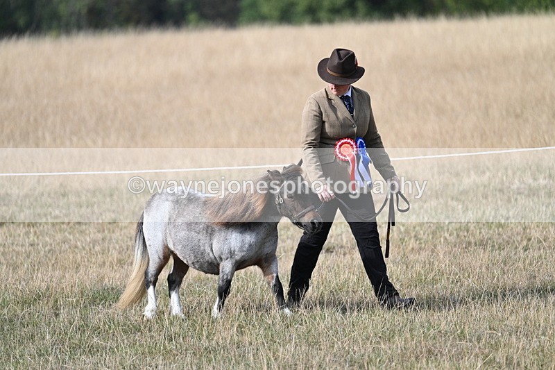 WJ7_8080 - In-hand Championship