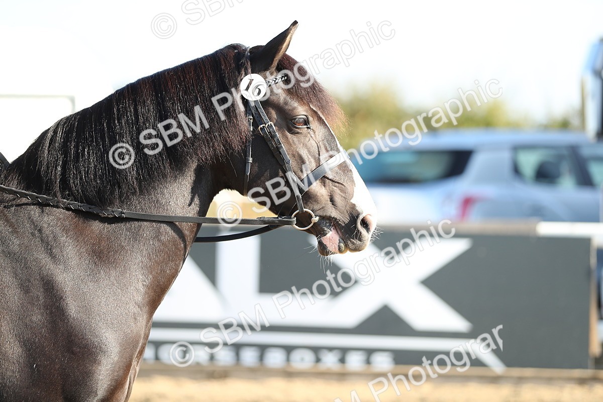 SBM_00421 - Class 41 Best Turned Out Ridden