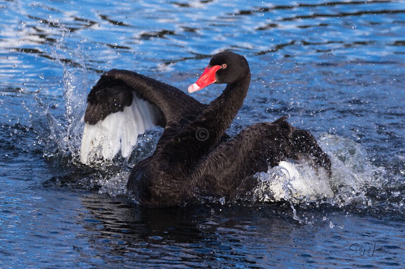 Male Swan Performing 3. 0A3A0892 - Black Swans and cygnets