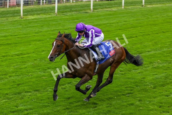 230823-Race 3-Continuous-4212 - Race 3 3.00pm Sky Bet Great Voltigeur Stakes