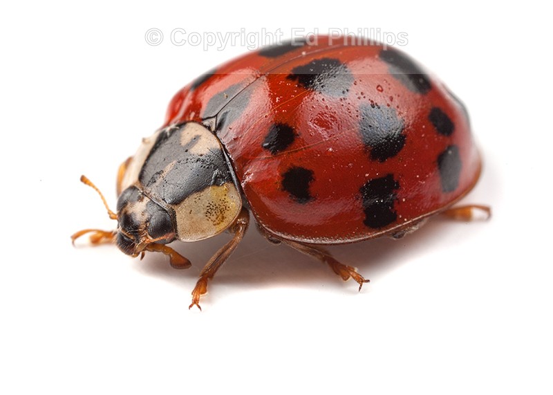 Harlequin Ladybird