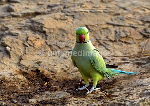 Rose-ringed Parakeet - India