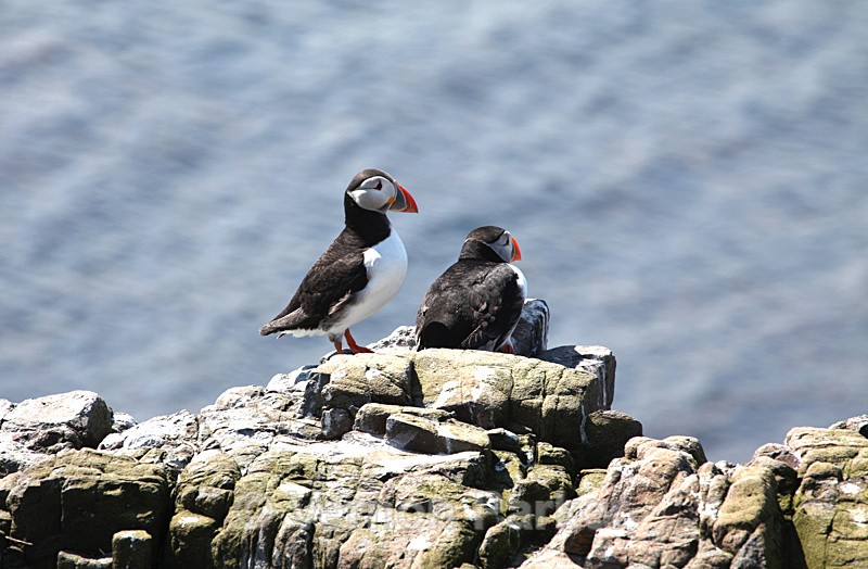 Puffins - Wild Birds