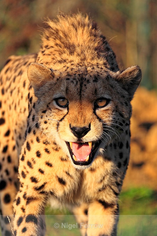 Close-up of Cheetah snarling - Cheetah