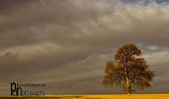 Storm Brewing Exeter 3 - Flora & Fauna
