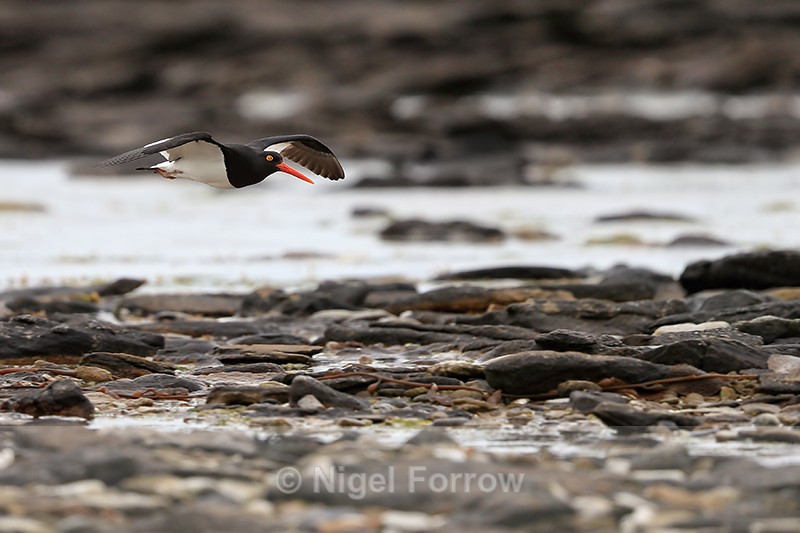 Magellanic Oystercatcher flying over rocky shoreline, Carcass Island - Magellanic Oystercatcher