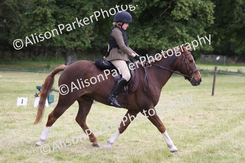20260614-2750 - Class 22 - Open Working Hunter