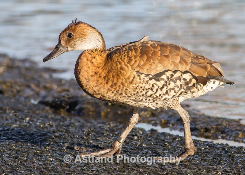 Astland Photography, Bird and Wildlife Images, Susan and Peter Wilson, U.K.