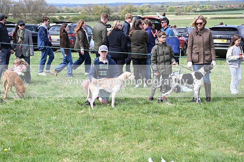 WJ6_8676 - Class 8 Best Working / Gun Dog or Bitch