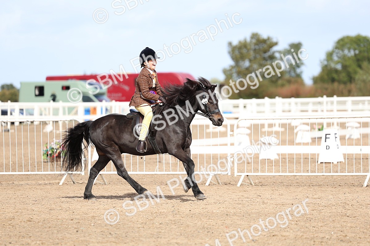 SBM_01944 - Class 18 - Handsomest Gelding - IH or Ridden