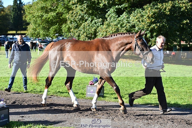 231022-104938-23519 - 447-STALLONE-Andrew.Winterton-TrotUp+SJ