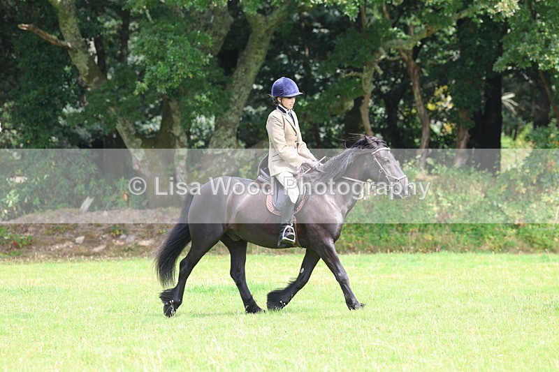 3E7A5838 - Class 26 and 27: 70cm Working Hunter