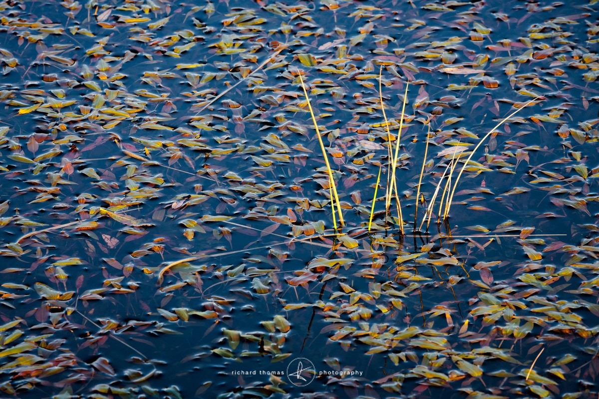 Gold on Pond - Freshwater