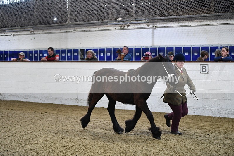 WJ5_3527 - Class 1 Youngstock