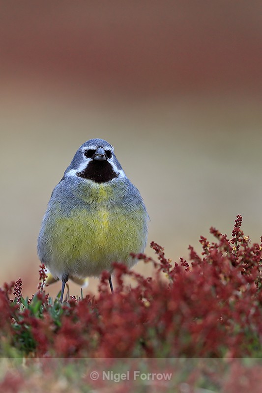 White-bridled Finch (male), front view, Falklands - White-bridled Finch