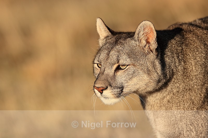 Female Puma Escacha close view, Torres del Paine, Chile - Puma