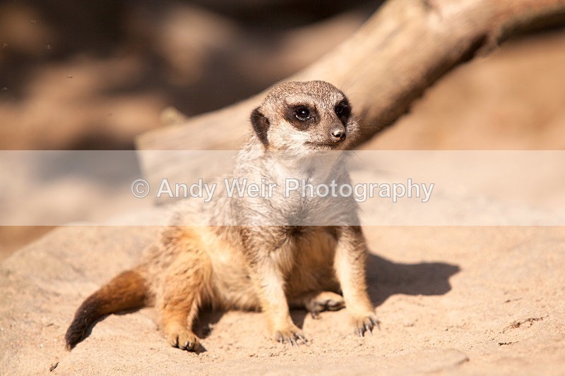 20120903-_MG_9941 - Captive Animals