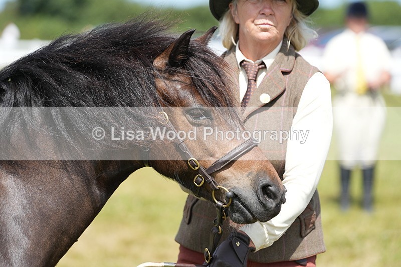 DSC05599 - Class 50: NPS M&M 4 years and over Small Breeds