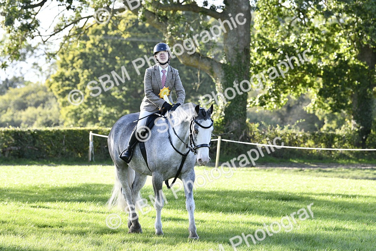 SBM_52286 - S35 - Working Hunter & Working Show Horse