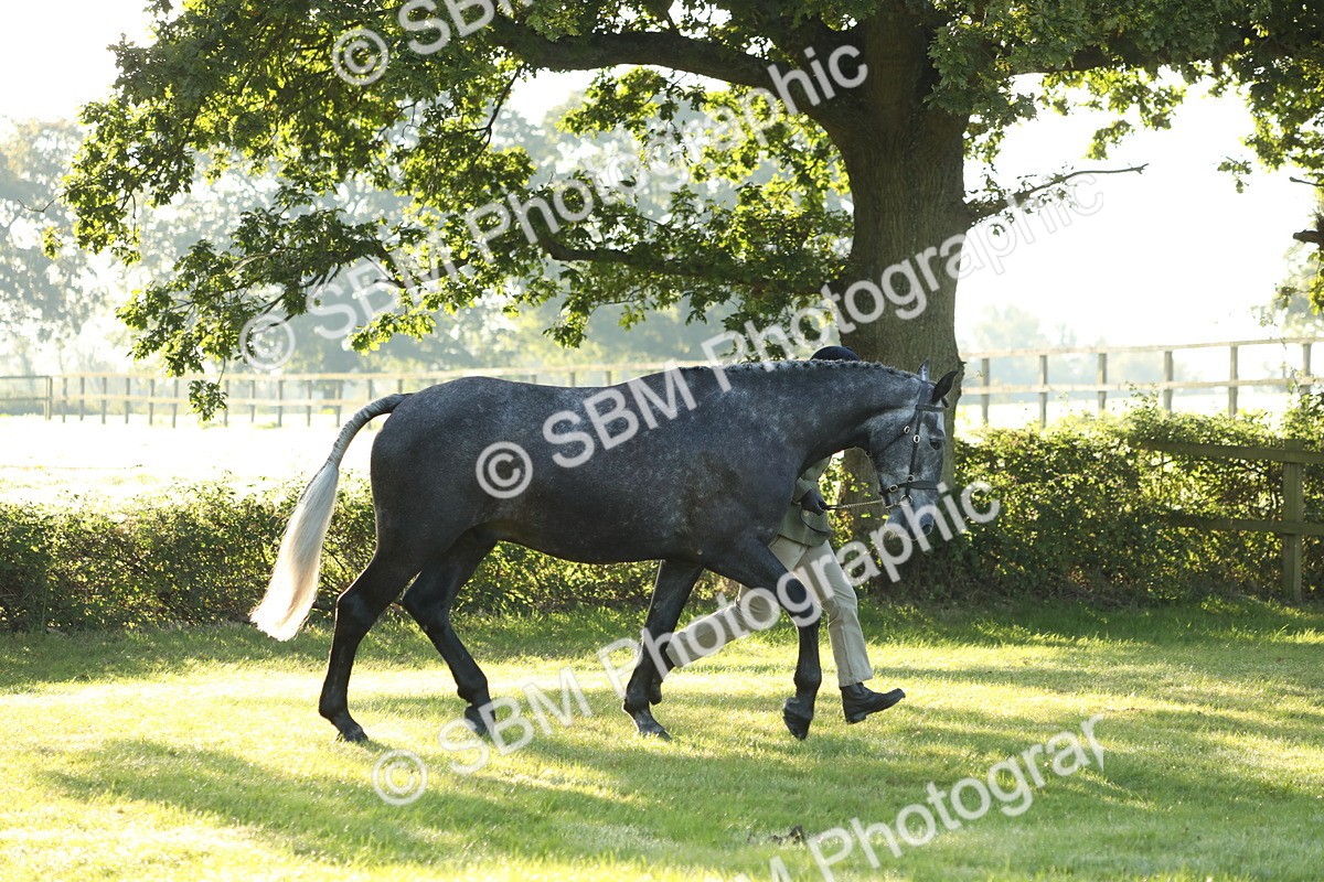 SBM_57921 - S42 - Youngstock