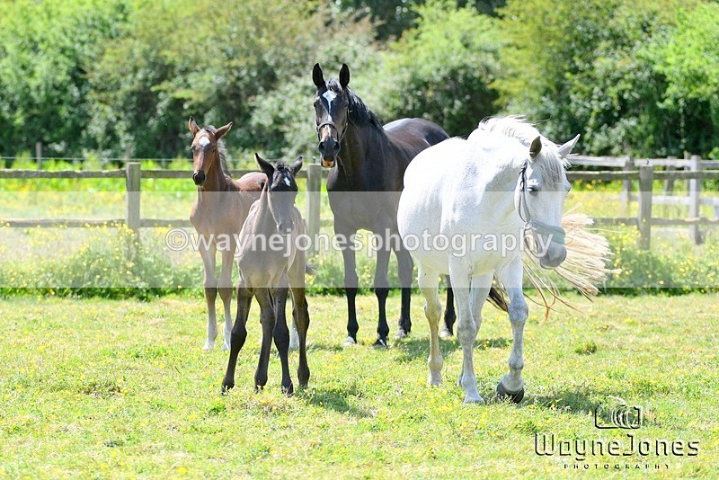 WJ5_4071 - Lyford Stud - Foals 01-06-25