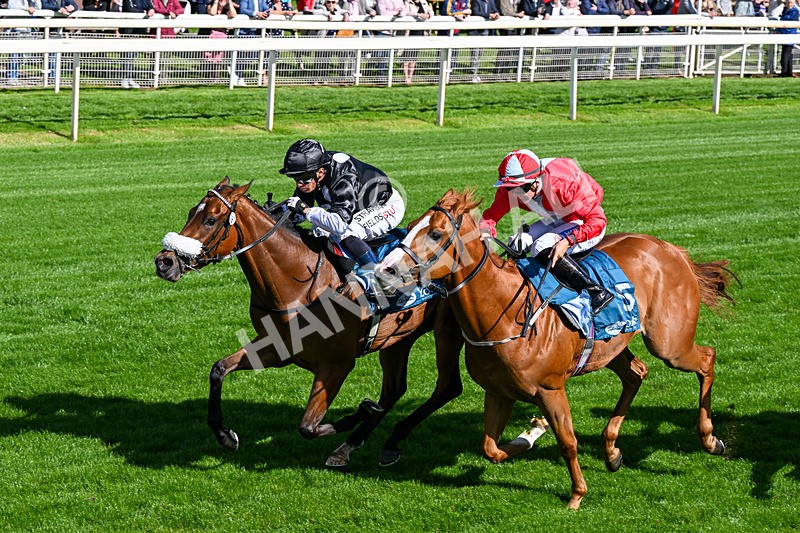120626-Race 6-Rotokura Belle-0360 - Race 6 16.45pm Dawson Williamson Architects Handicap